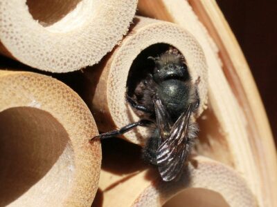 How to Build a Mason Bee Hotel Image